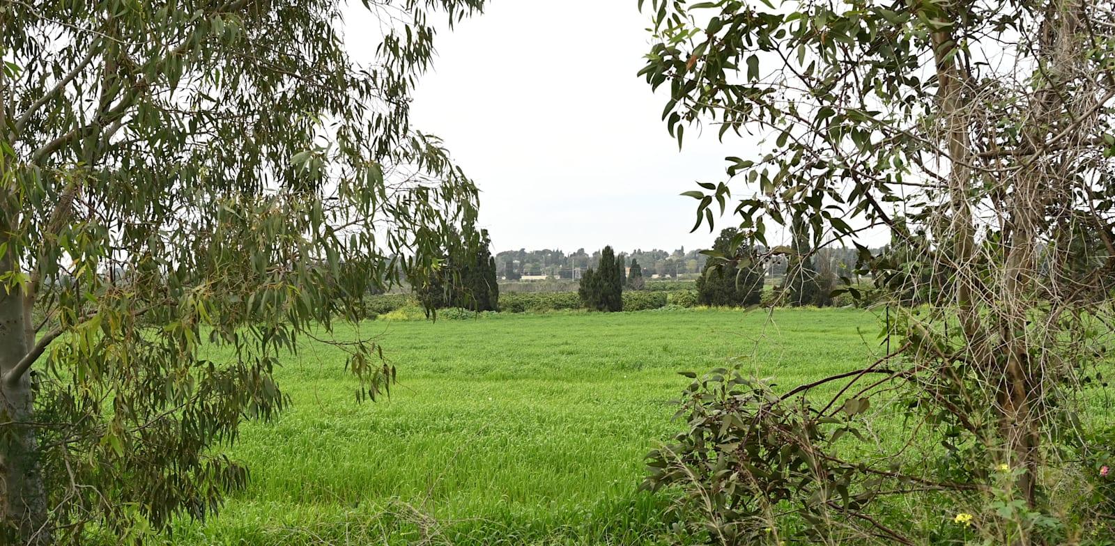 הקרקע החקלאית בגבול בין כפר שמריהו להרצליה / צילום: תמר מצפי