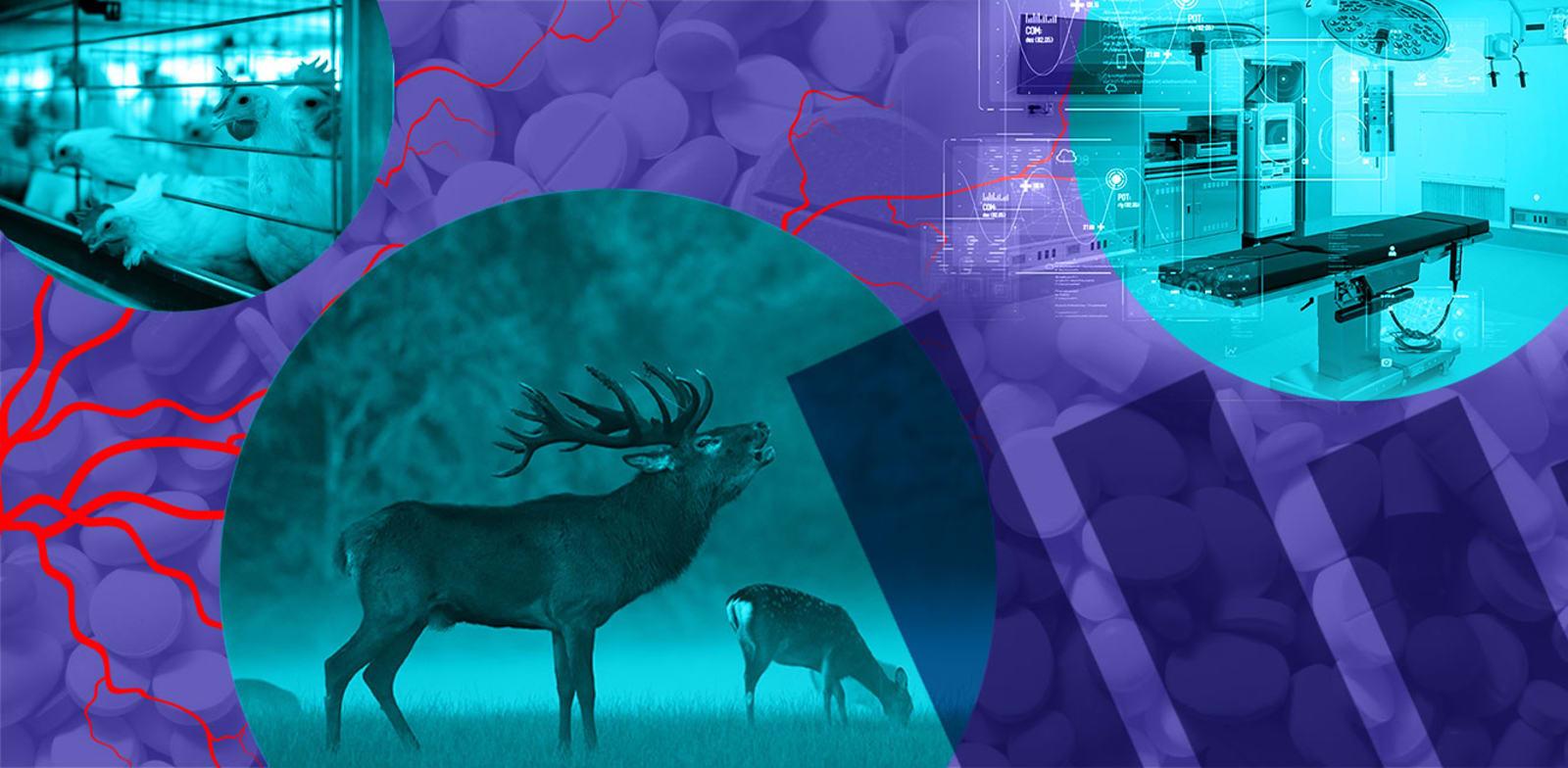  צילום:  הביומד / אילוסטרציה: טלי בוגדנובסקי, צילומים: Shutterstock