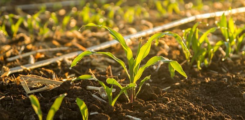 נטפים / צילום: יח''צ