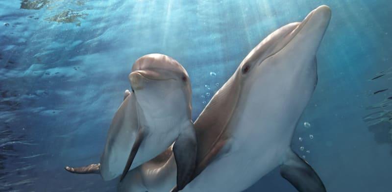 דולפינים / צילום: יח''צ