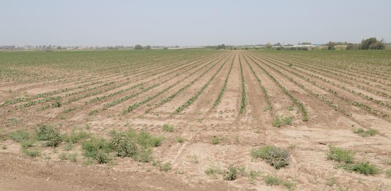 קרקע חקלאית / צילום: איל יצהר