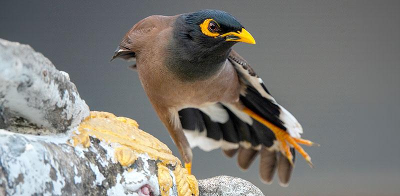 מיינה. תחזור לשטחי הצפארי? / צילום: Shutterstock