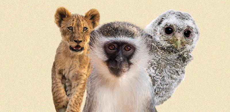  צילום: חיות בר. שוק שמגלגל 20 מיליארד דולר בשנה / צילומים: Shutterstock