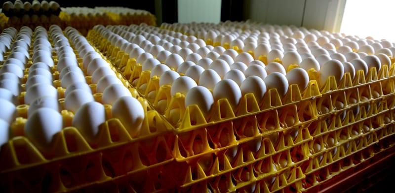 ביצים / צילום: איל יצהר ביצים / צילום: איל יצהר