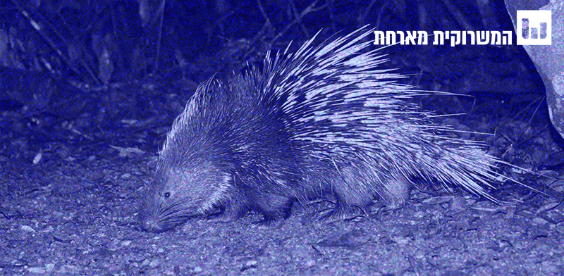 בודקים את המיתוס. הדורבן לא באמת יורה את קוציו / צילום: ויקיפדיה - Rushenb בודקים את המיתוס. הדורבן לא באמת יורה את קוציו / צילום: ויקיפדיה - Rushenb