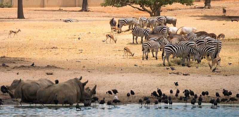 הספארי ברמת גן / צילום: Shutterstock הספארי ברמת גן / צילום: Shutterstock